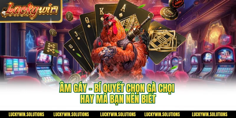 Âm gáy - Bí quyết chọn gà chọi hay mà bạn nên biết